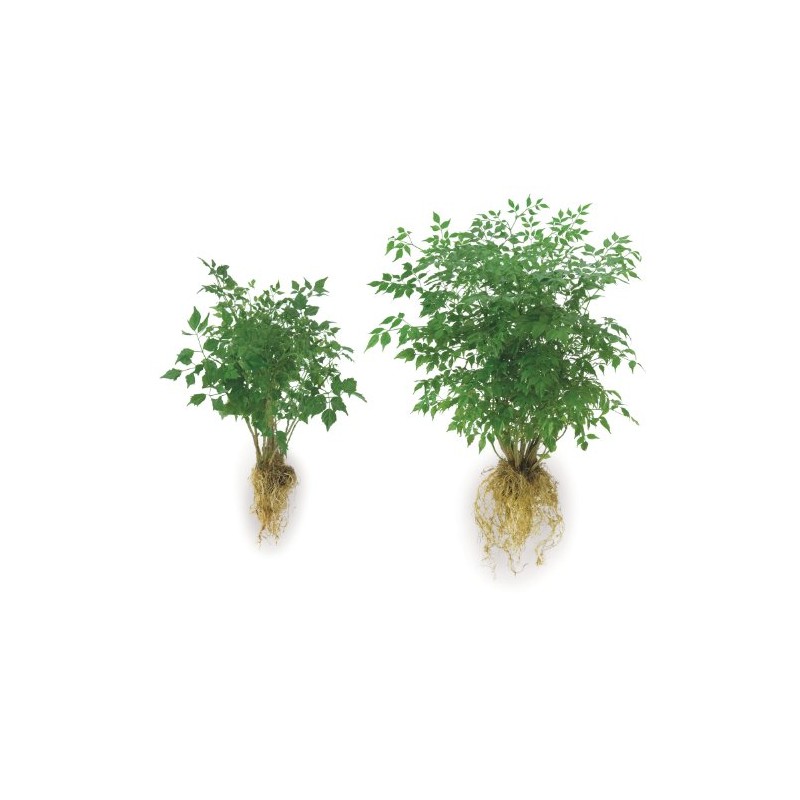 Soil Moist Endo/Ecto Root Dip for Trees and Shrubs -