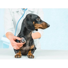 Dog Dry Skin Products - Omega 3 - Dog Chewy SOFTGELS - Skin Health - Joint Support - Heart Health - Dog Omega - 360 Softgels (2 Bottle)