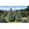 Arizona Blue Ice Cypress | 1 Large Gallon Size Tree