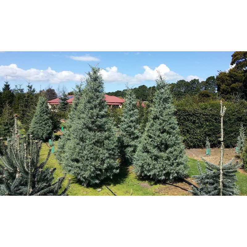 Arizona Blue Ice Cypress | 1 Large Gallon Size Tree