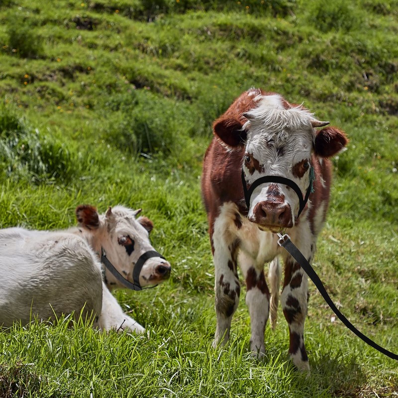 Windyun 2 Pieces Nylon Cow Halter with 2 Pieces Leading