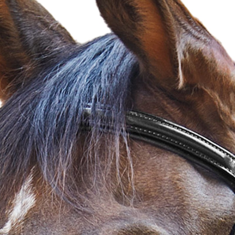 Waldhausen Star Bridle Basic Warmblood Black