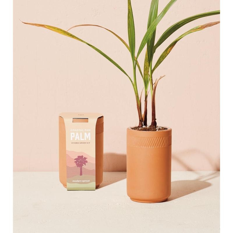 Modern Sprout Terracotta Grow Kits - Plant Type: Coastal Palm