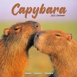 Capybara Calendar 2026 | 12 Month Wall Calendar | Avonside Publishing | Plastic Free Packaging