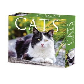 Willow Creek Press Cats Daily 2025 Box/Desk Calendar (5.86" x 4.72")