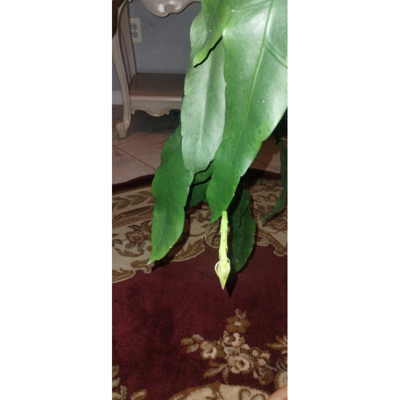 exotic 4 CLIPPINGS-Epiphyllum oxipetalum 'Queen of the Night' - 8"