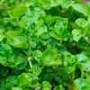 Outsidepride Watercress Herb Plant Seeds - 5000 Seeds