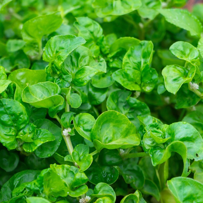 Outsidepride Watercress Herb Plant Seeds - 5000 Seeds