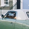 Mr. & Mrs. Panda Car Sun Shade Unicorn Happy Gift,