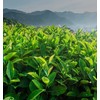 Chinese Oolong Tea (Da hong pao 12Count)