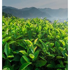 Chinese Oolong Tea (Da hong pao 12Count)