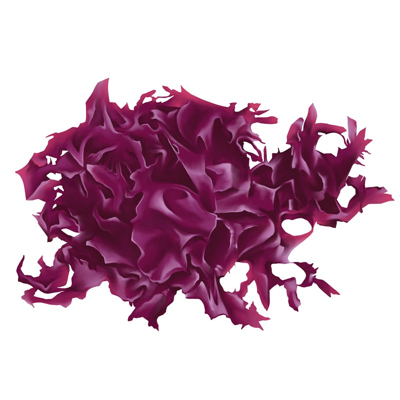 MED Couperose Moisturising Serum Red Algae Extract