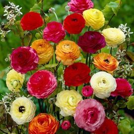 25 Ranunculus Flower Bulbs (All 25 of One Color) Or Mix Double Telecote, Variety Colors Available (Mixed Colors)