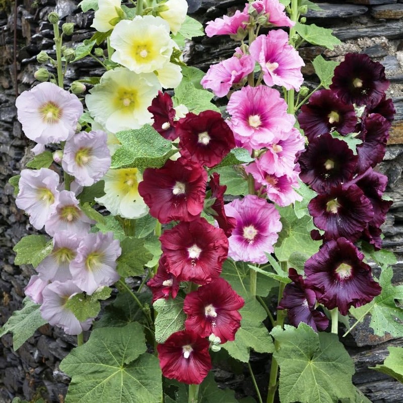 CEMEHA SEEDS - Seeds Hollyhock Spring Double Mix Mallow Perennial