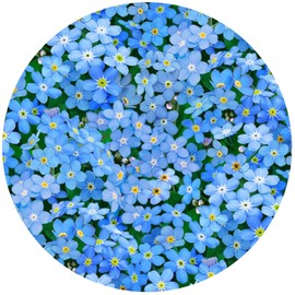 Andreas Silicone TR-375 Forget Me Nots Non-Slip 8" Trivet/Pot Holder/Hot Pad, 100% Cotton, Dishwasher Safe, Hot Dishes, Protect Hair Iron, Safe up to 600°F