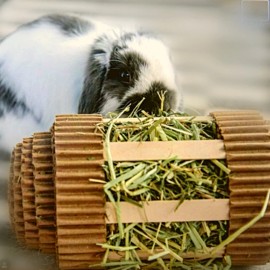 WinniGuineaPoo Rabbit Toys WinniGuineaPoo Hay Roller Hay Feeder Bunny Forage Enrichment Toy