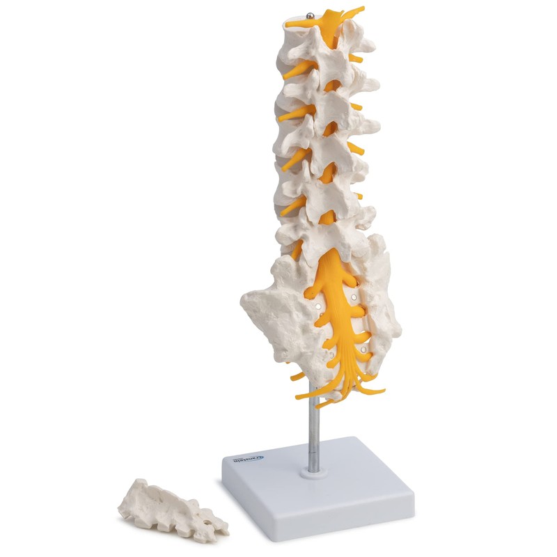 S24.3193 Anatomical Lumbar Vertebrae With Sacrum