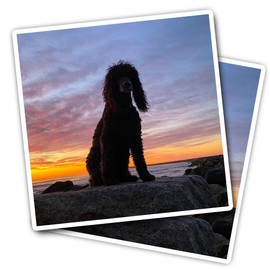 Vinyl Square Stickers (Set of 2) 10cm - Beautiful Irish Water Spaniel Dog for Laptops, Tablets, Luggage, Scrap Booking, Fridges #50213