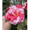 (1) - Daikagura Camellia Japonica - Starter Plant (4L) (1