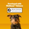 Pedigree DENTASTIX Beef Flavor Large Treats for Dogs - Value