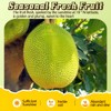 Canned Freeze-Dried Jackfruit Chips - 7oz Airtight Tin | 100%