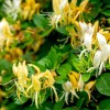 Roots Hall's Honeysuckle starter Live Plant - 1 Stem with