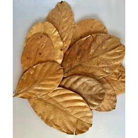 Dried Jackfruit Leaves BioFilm Discus Betta Crystal Red Cherry Shrimp Aquarium (100 Leaves)