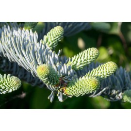 Scenic Hill Farm Abies procera, Noble Fir Trees- Potted 2 year - 5 trees