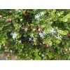 Home-Growth Natal Plum, Carissa Macrocarpa - 20 Seeds 2025 -