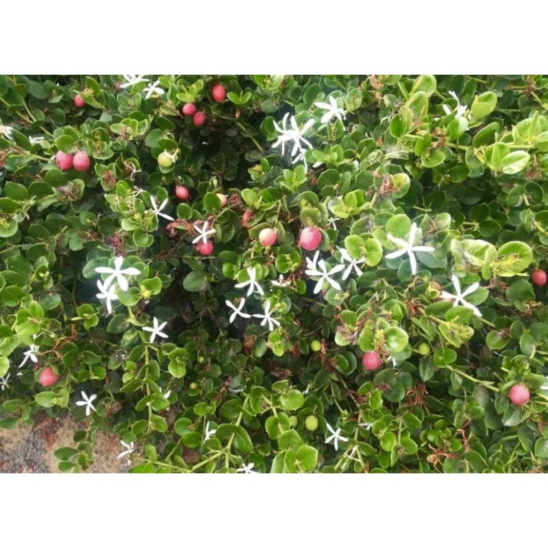 Home-Growth Natal Plum, Carissa Macrocarpa - 20 Seeds 2025 -
