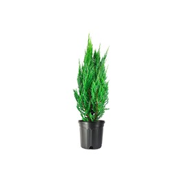 Blue Point Juniper | 3 Large 3 Gallon Trees | Juniperus Chinensis | Evergreen Screening Plants