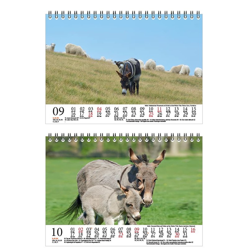 Eselzauber DIN A5 Desk Calendar for 2022 Donkey Seelenzauber