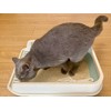 FEELING BEST Tofu Cat Litter16.8LB(5.6LB*3bags) Fast Clumping, Dust-Free,100% Food Grade