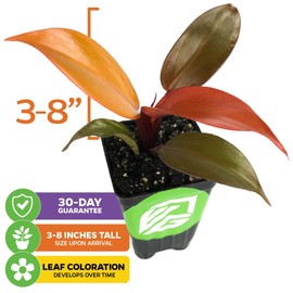 Philodendron Prince of Orange - Philodendron by Wellspring Gardens - Vibrant, Easy Care Indoor - Outdoor Plant with Dynamic Color - Changing Foliage - Plant Enthusiast - Garden Plants