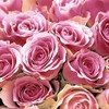 20 Lunch Napkins Roses in Pink 33 cm