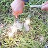 bayite 1/2 x 6 Inch Survival Drilled Flint Steel Fire