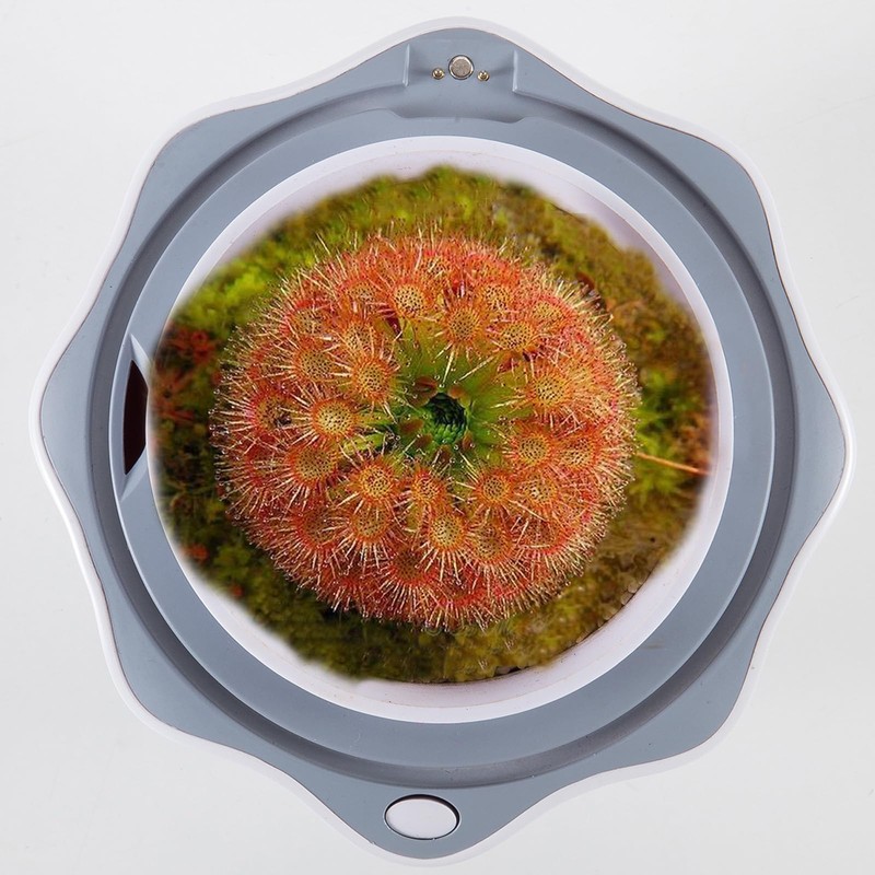 Ronjregan Smart Planter with Timer and Fan, Small Terrarium Kit