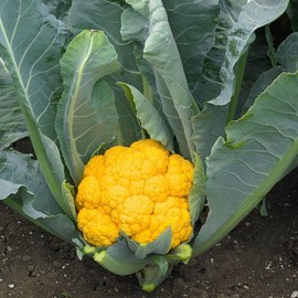 Park Seed Clementine Hybrid Cauliflower Seeds - Pack of 15 Seeds, Vibrant Orange Curds, Sweet and Nutty Flavor, Perfect for Cooking and Freezing, Cool-Season Crop