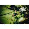 Berkley Swamp Lord Hollow Body Frog