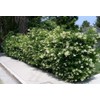 Ligustrum Waxleaf Privet - 10 Live Plants - Evergreen Privacy