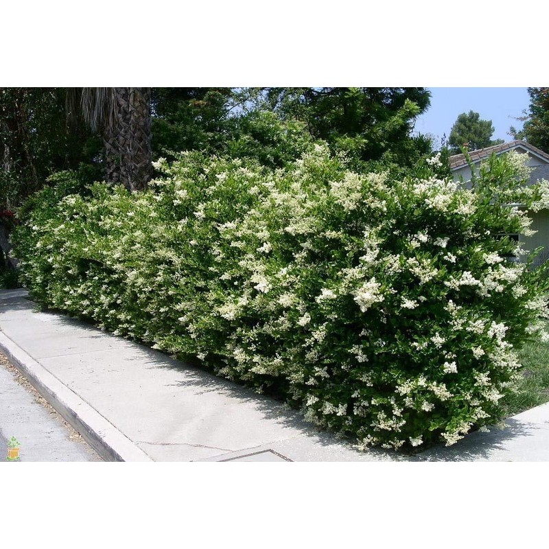 Ligustrum Waxleaf Privet - 10 Live Plants - Evergreen Privacy