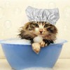 Pet Shower Caps, Swimming Cap for Cat Dog, Waterproof Bonnet,