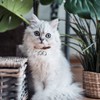 Jagowa 1 Set 2 Pcs Loud Cat and Dog Bells