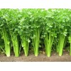 5000 Chinese Celery Seeds Non-GMO Heirloom USA Seller