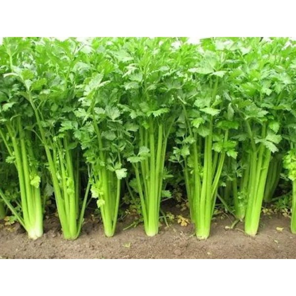 5000 Chinese Celery Seeds Non-GMO Heirloom USA Seller