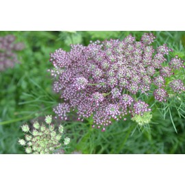 Pink and Burgundy Dara Ammi False Queen Anne's Lace Bishop's Weed Premium 100- Seed Packet