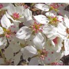 Bradford Pear, Pyrus calleryana, (Callery Pear) 30 Tree Seeds (Fast,