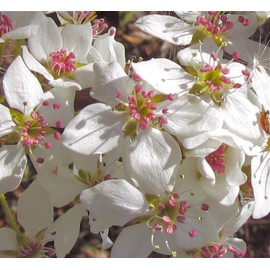 Bradford Pear, Pyrus calleryana, (Callery Pear) 30 Tree Seeds (Fast, Fall Colors)