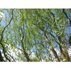 Corkscrew Willow Tree - Live Plant Shipped 3 to 4