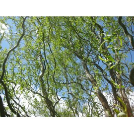 Corkscrew Willow Tree - Live Plant Shipped 3 to 4 Feet Tall by DAS Farms (No California)
